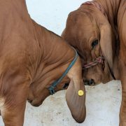 Tabasco lidera calidad genética bovina a nivel nacional por segundo año consecutivo