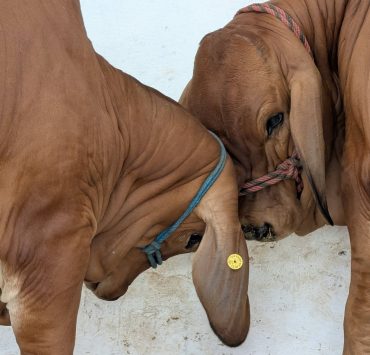 Tabasco lidera calidad genética bovina a nivel nacional por segundo año consecutivo