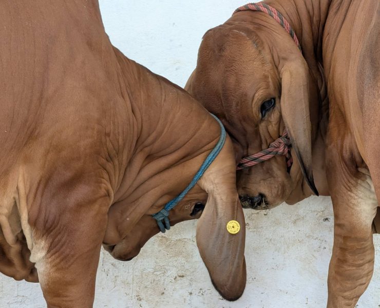 Tabasco lidera calidad genética bovina a nivel nacional por segundo año consecutivo
