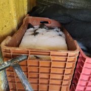 Retienen 1.5 toneladas de tilapia