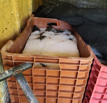 Retienen 1.5 toneladas de tilapia