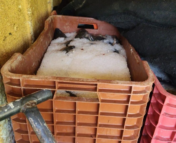 Retienen 1.5 toneladas de tilapia