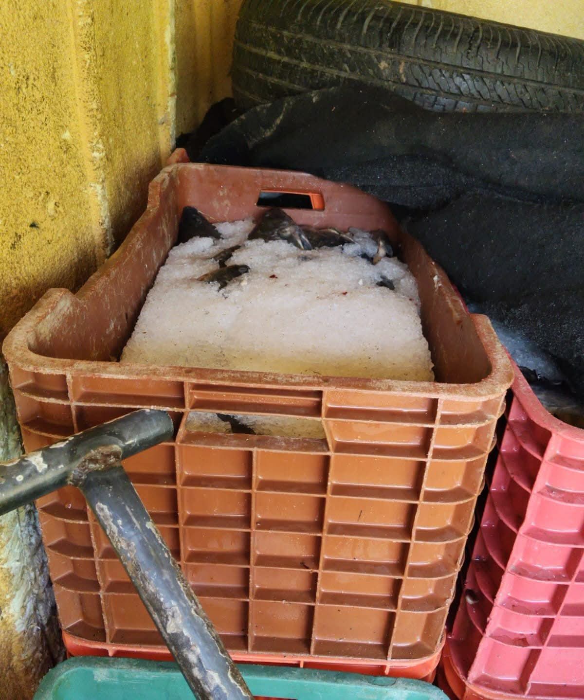 Retienen 1.5 toneladas de tilapia