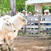 Crédito Ganadero a la Palabra fortalece al campo de Tabasco