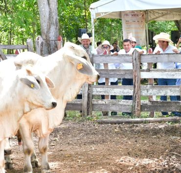 Crédito Ganadero a la Palabra fortalece al campo de Tabasco