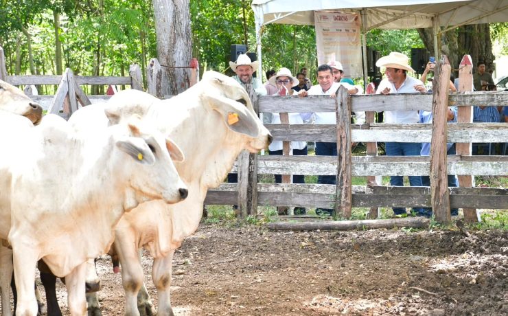 Crédito Ganadero a la Palabra fortalece al campo de Tabasco