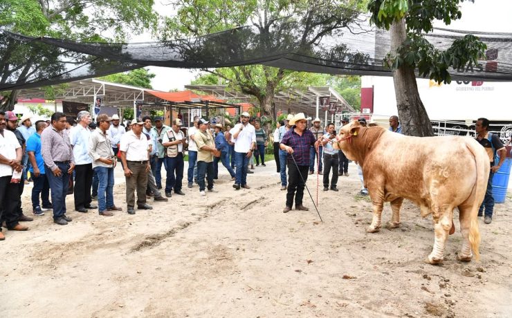 Muestra Mexicana del Cebú impulsa el encuentro