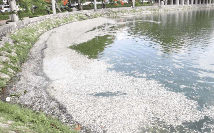 SEMADES atribuye a condiciones climáticas mortandad de peces