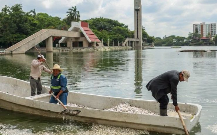 SEMADES refuerza acciones para atender afectación de peces