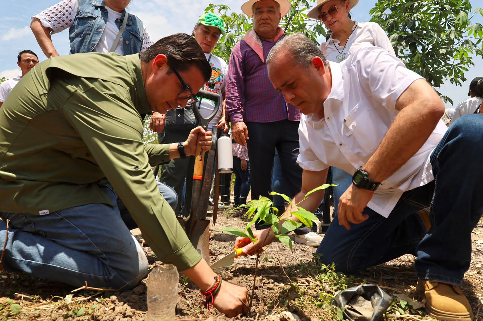 Tabasco proyecta sembrar 30 millones de árboles