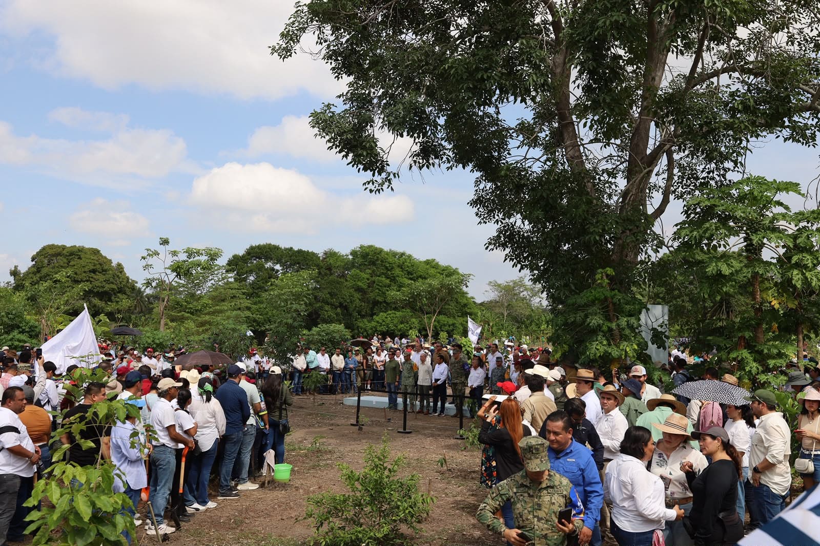 Una responsabilidad que trasciende la protección de los árboles