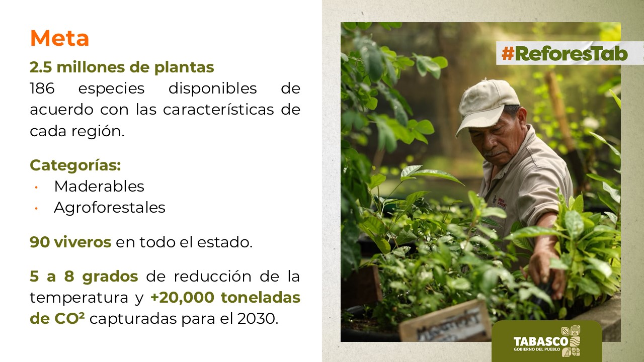 Jornada Estatal de Reforestación