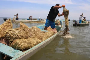 Productores de ostión de Paraíso destacan el respaldo de Pescando Vida, programa que contribuye a fortalecer al sector pesquero y mejorar el bienestar de las familias tabasqueñas.
