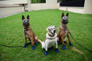 Frida, la heroína de cuatro patas de la Armada de México, dejó un legado de valentía y solidaridad con su destacada participación en labores de búsqueda y rescate. Su historia continúa inspirando a los binomios caninos.