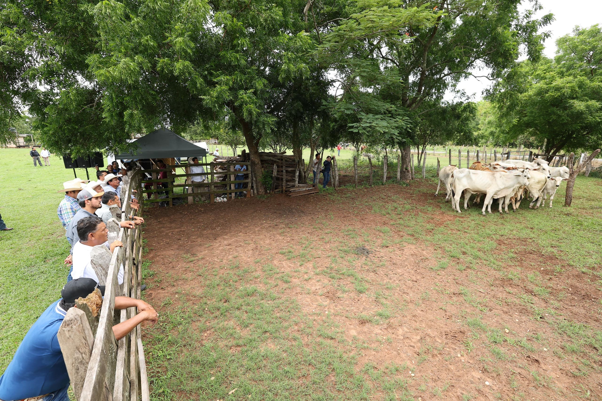 Comunidad de Aprendizaje Pecuario