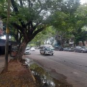 Retiran árbol en la Ciudad Deportiva