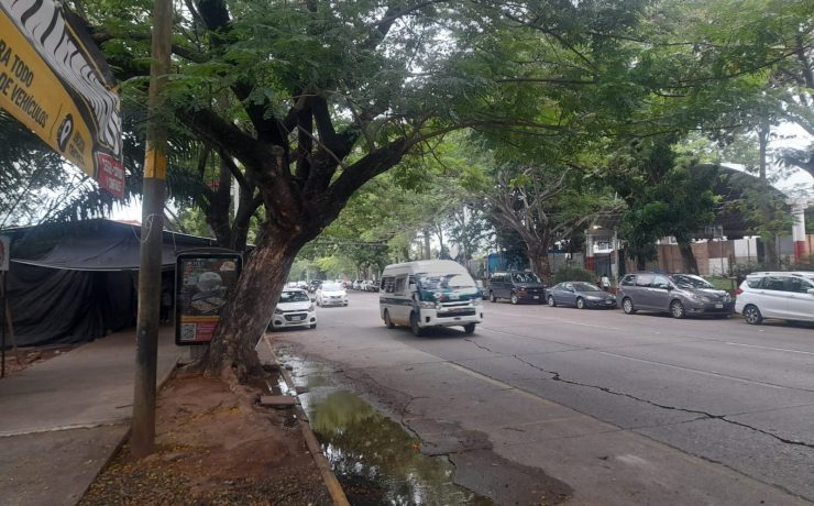 Retiran árbol en la Ciudad Deportiva