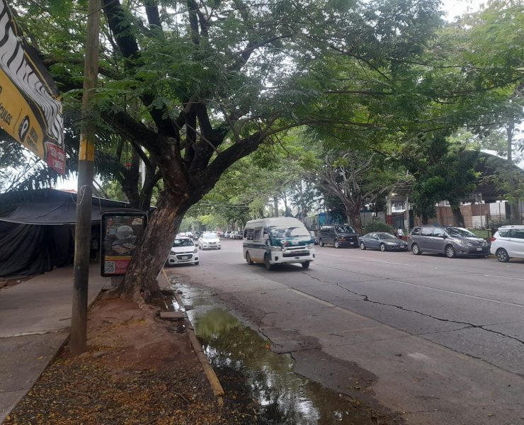 Retiran árbol en la Ciudad Deportiva