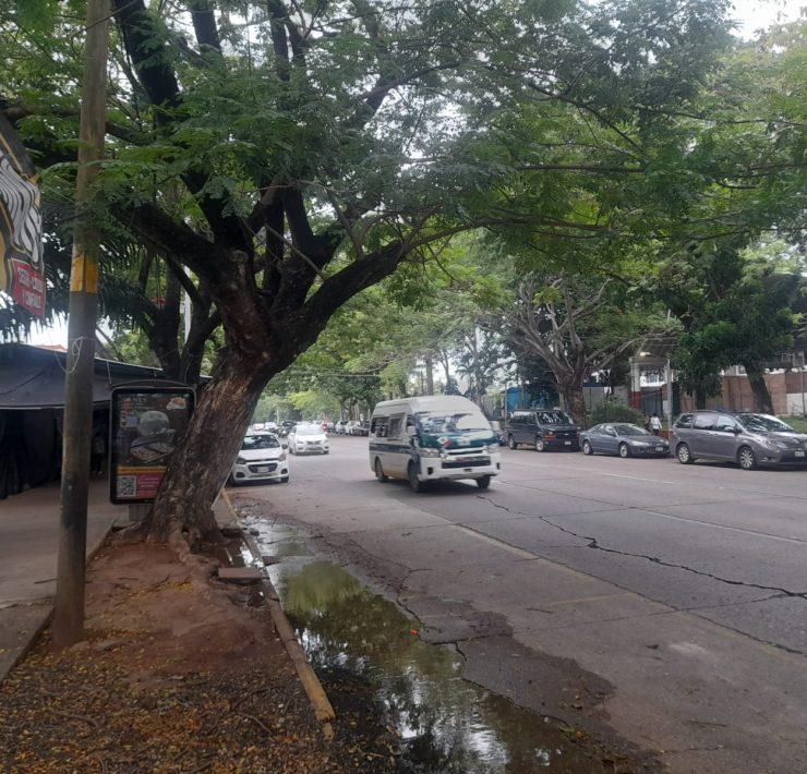 Retiran árbol en la Ciudad Deportiva