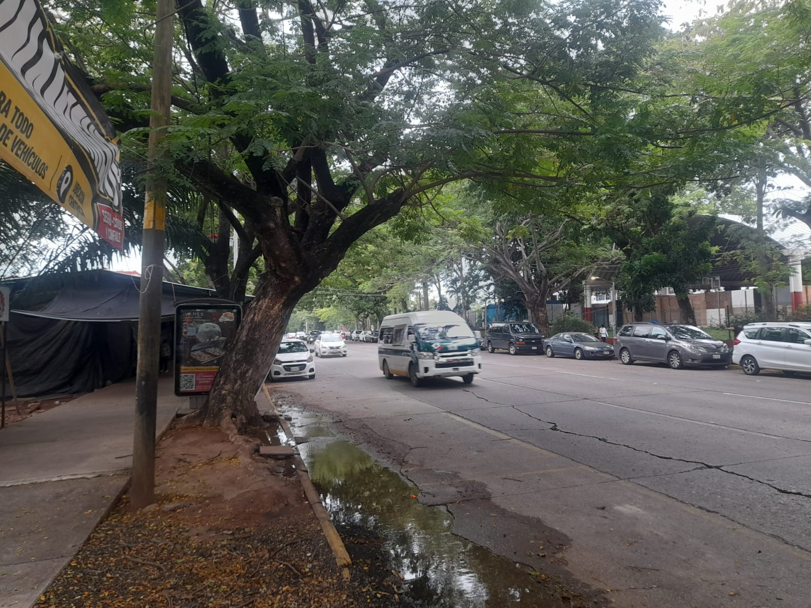 Retiran árbol en la Ciudad Deportiva