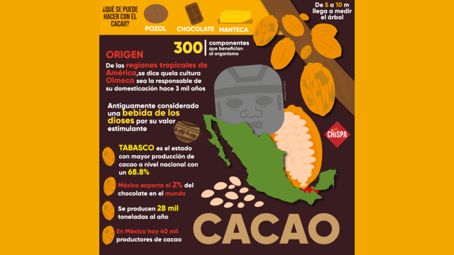 infografía cacao tabasco